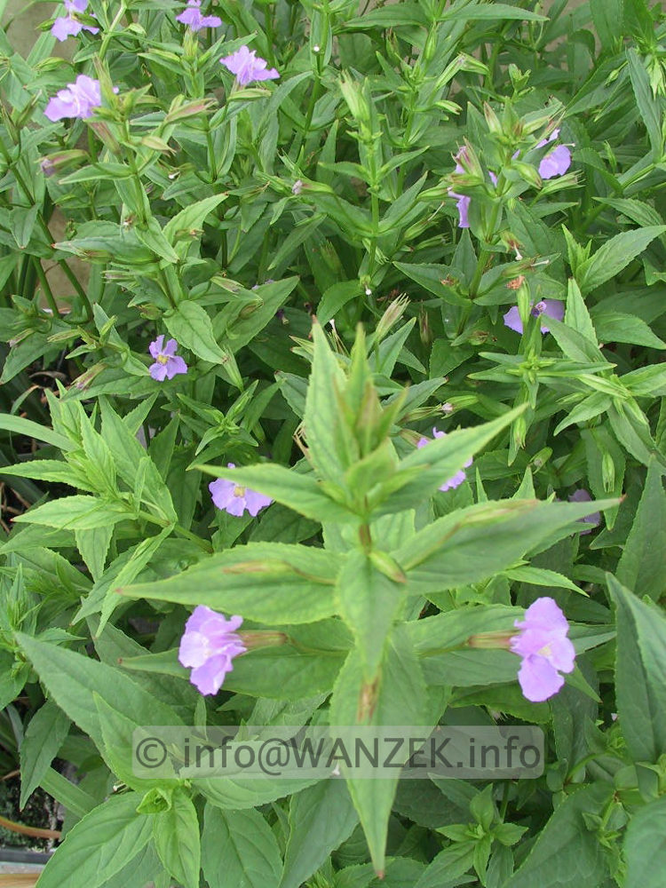 Mimulus ringens, bluehend.jpg